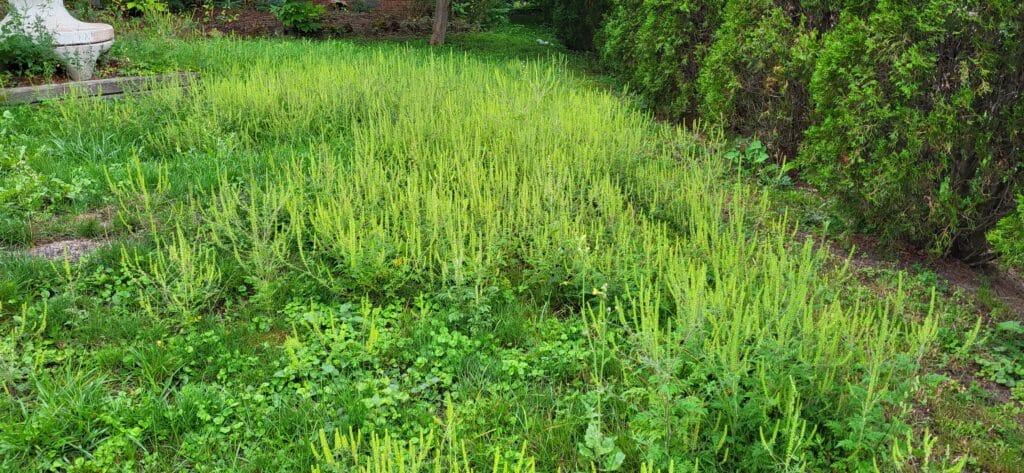 Poorly maintained lawn full of blooming ragweed