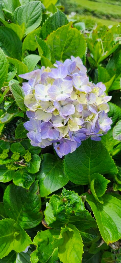 Hydrangea flower
