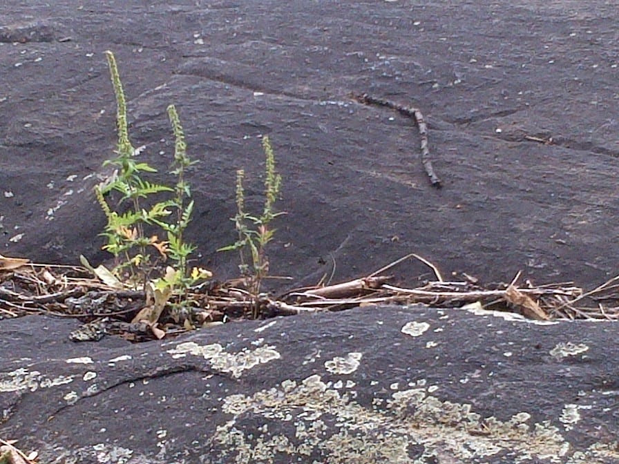 Ragweed plant growing in a crack