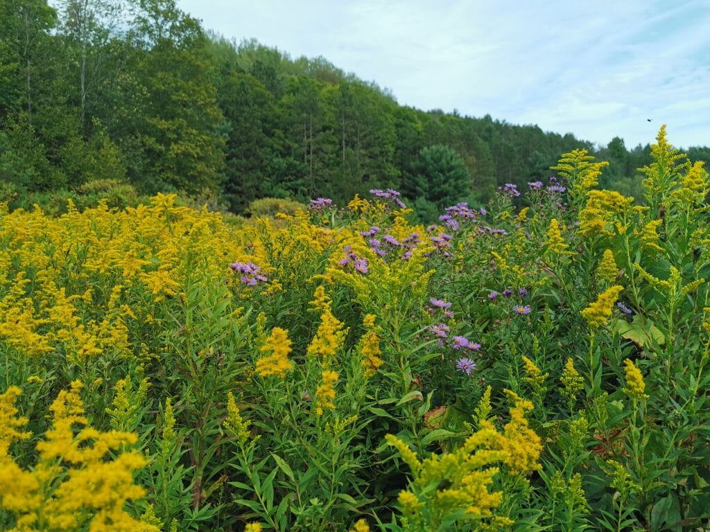 goldenrod with asters