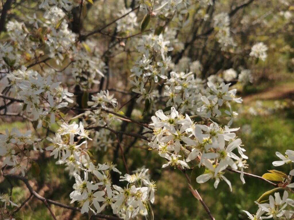 Serviceberry flower